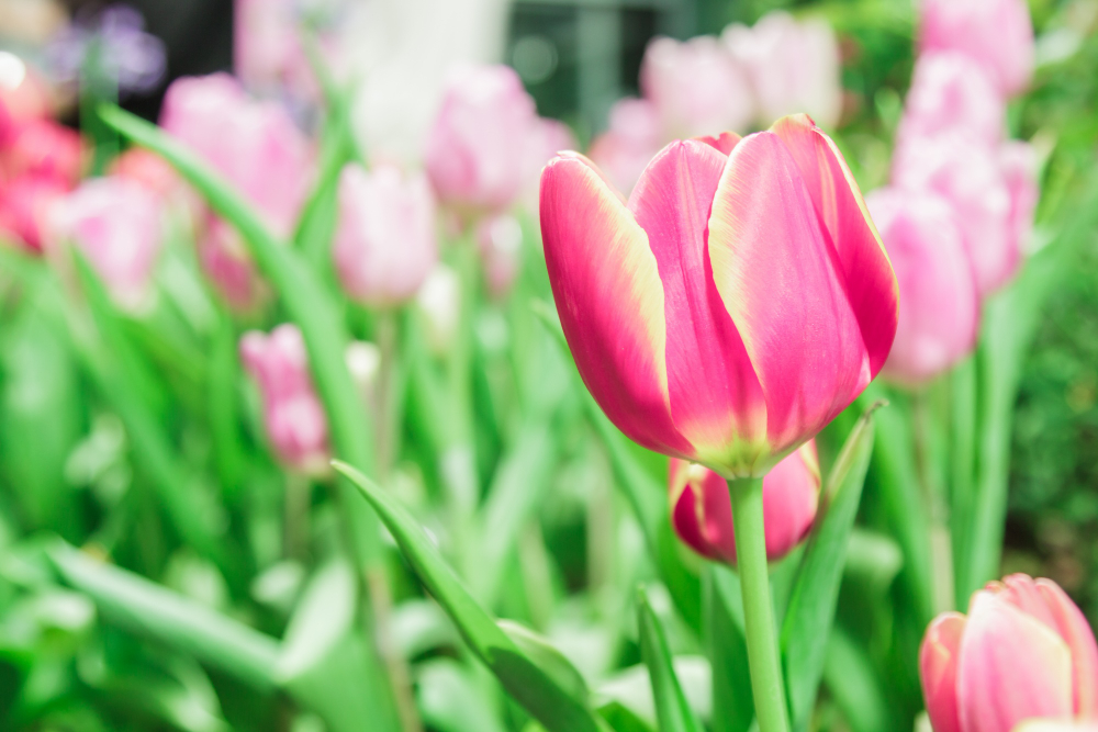 Aby vám tulipány kvetly na jaře jako v Holandsku, musíte jim právě teď věnovat tu správnou péči