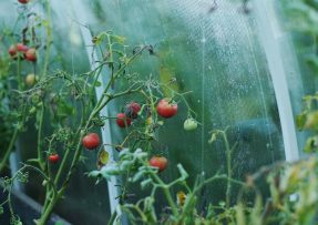 Vnitřek skleníku s rajčaty