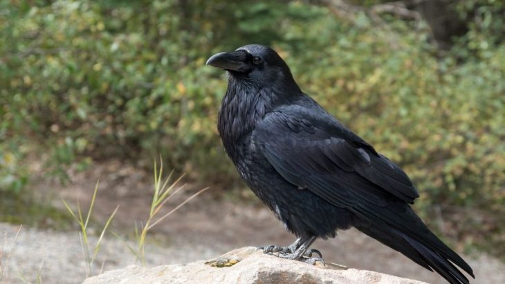Vrány fascinují svou inteligencí, naši předkové je však považovali za zlé znamení