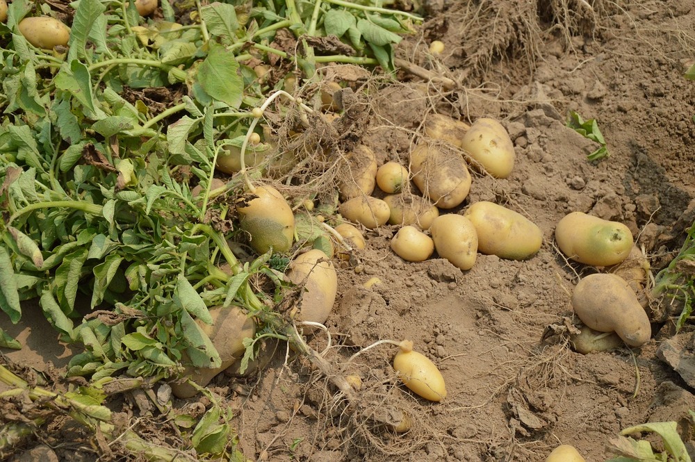 Vykopané brambory na poli