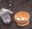 Místa, kde nemůžete zasadit zimní česnek: Pozor na stín i bazalku