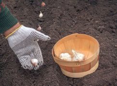 Místa, kde nemůžete zasadit zimní česnek: Pozor na stín i bazalku