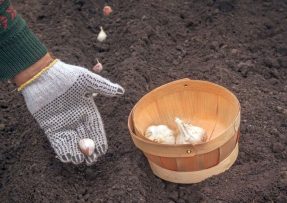 Místa, kde nemůžete zasadit zimní česnek: Pozor na stín i bazalku