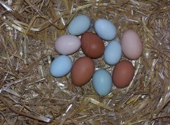 Barevná slepičí vejce