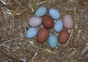 Barevná slepičí vejce