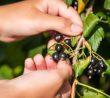Pokud si chcete v příštím roce pojistit opravdu bohatou úrodu ovocných keřů a stromů, měli byste jim právě teď dopřát správnou výživu