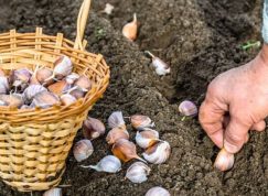 Aby se vám úroda česneku opravdu vždy vydařila, pak mu musíte dopřát opravdu dobré hnojení. Pomůže popel i kyselina jantarová.