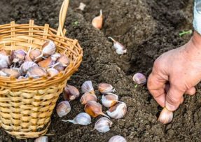 Aby se vám úroda česneku opravdu vždy vydařila, pak mu musíte dopřát opravdu dobré hnojení. Pomůže popel i kyselina jantarová.