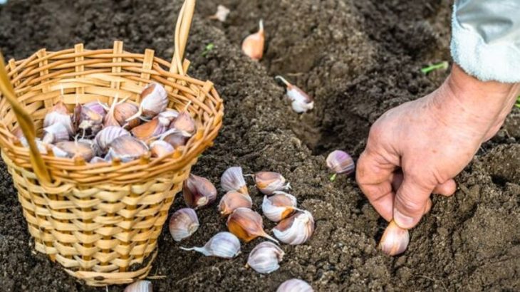 Aby se vám úroda česneku opravdu vždy vydařila, pak mu musíte dopřát opravdu dobré hnojení. Pomůže popel i kyselina jantarová.