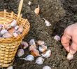 Výsadba česneku před zimou: 2 tajemství dobré sklizně