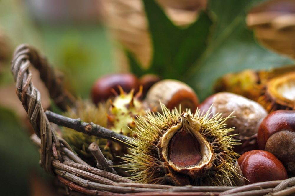 Kaštany patří mezi oblíbené plody podzimu – málokdo však ví, že mají i léčivé účinky