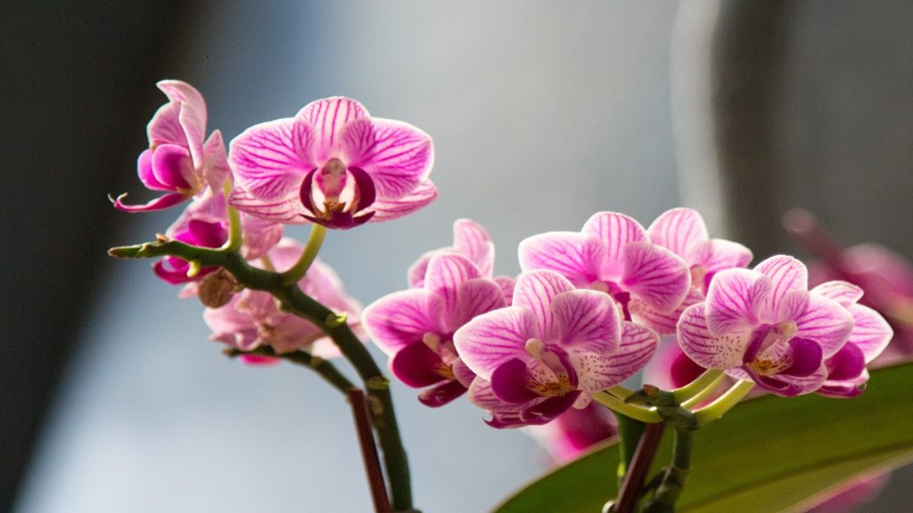 Kvetoucí orchidej