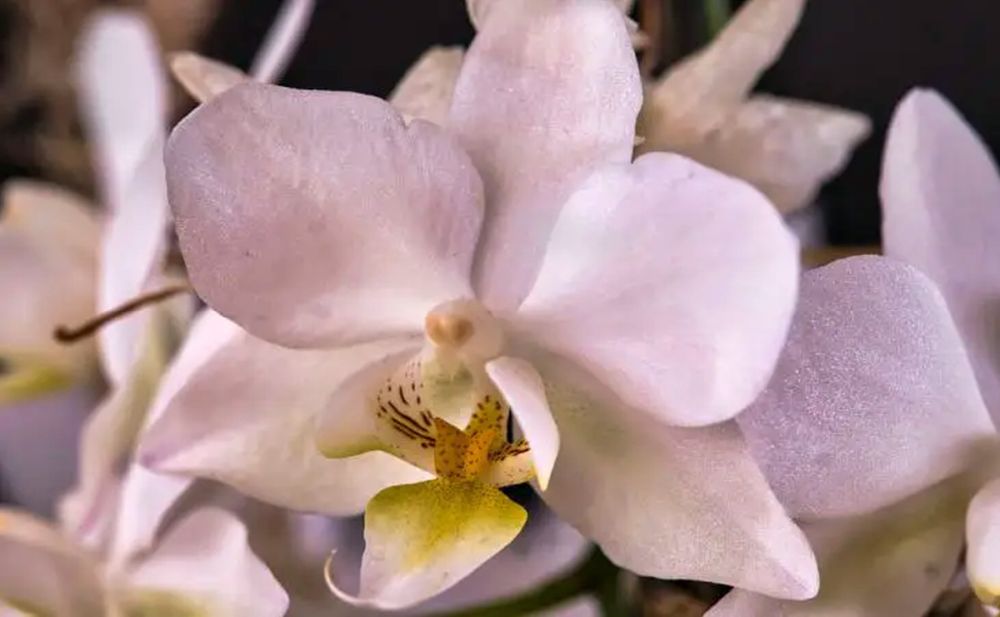 Káva obsahuje celou řadu užitečných látek, které mohou být rostlinám prospěšné – u orchidejí podporuje kvetení