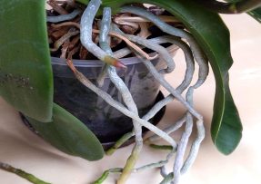 Kořeny orchideje