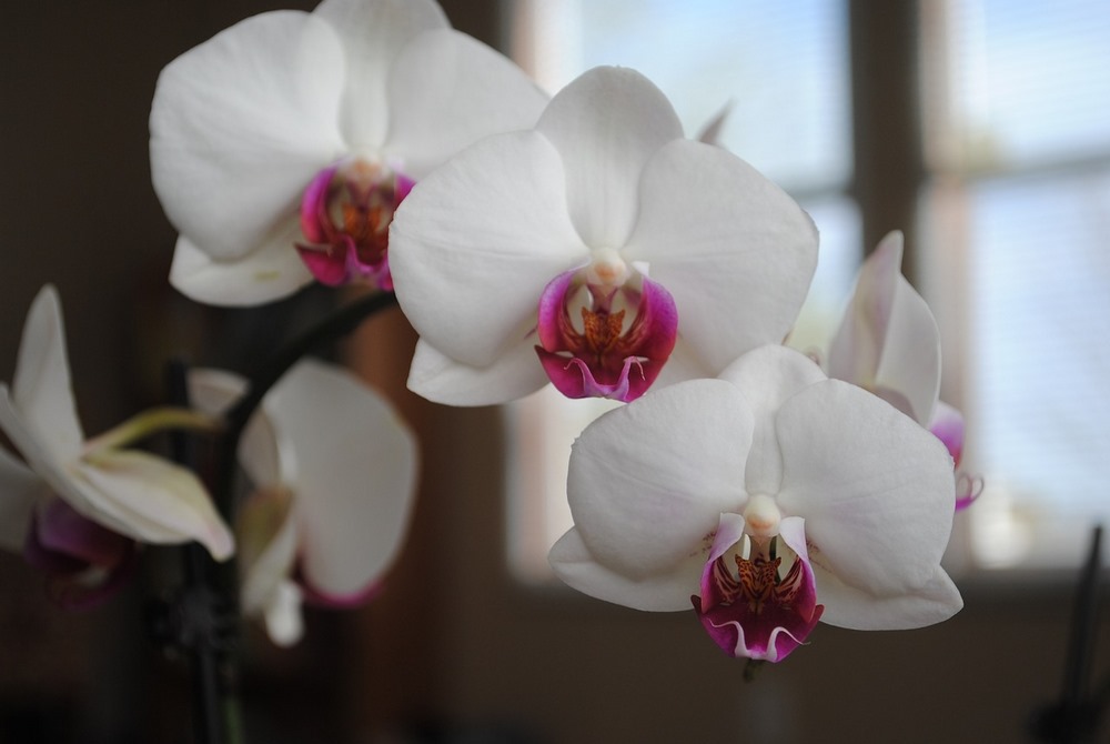 Orchidej v bytě