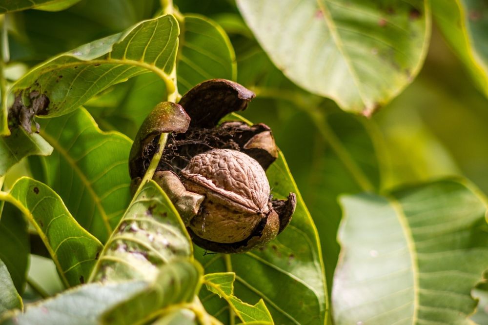 Ořechové skořápky obsahují mnoho cenných látek – kdy tomu je lze různým způsobem využít na zahradě
