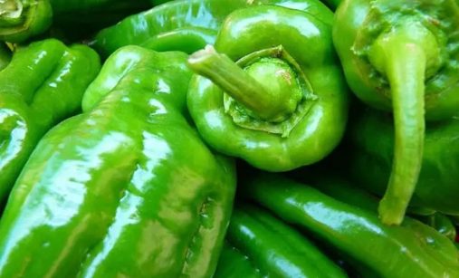 Čerstvá paprika po celou zimu: Skladujte ji v sáčku