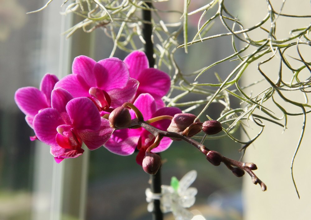 Fialově kvetoucí orchidej