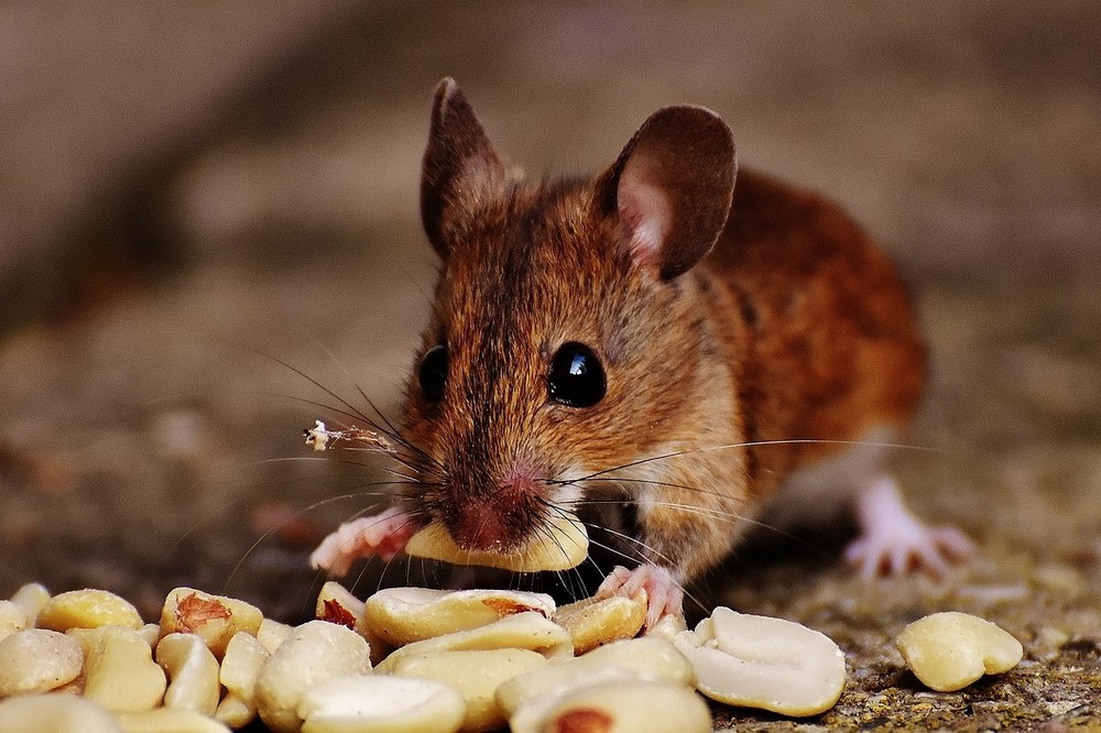 Myši se do domů stahují v honbě za potravou