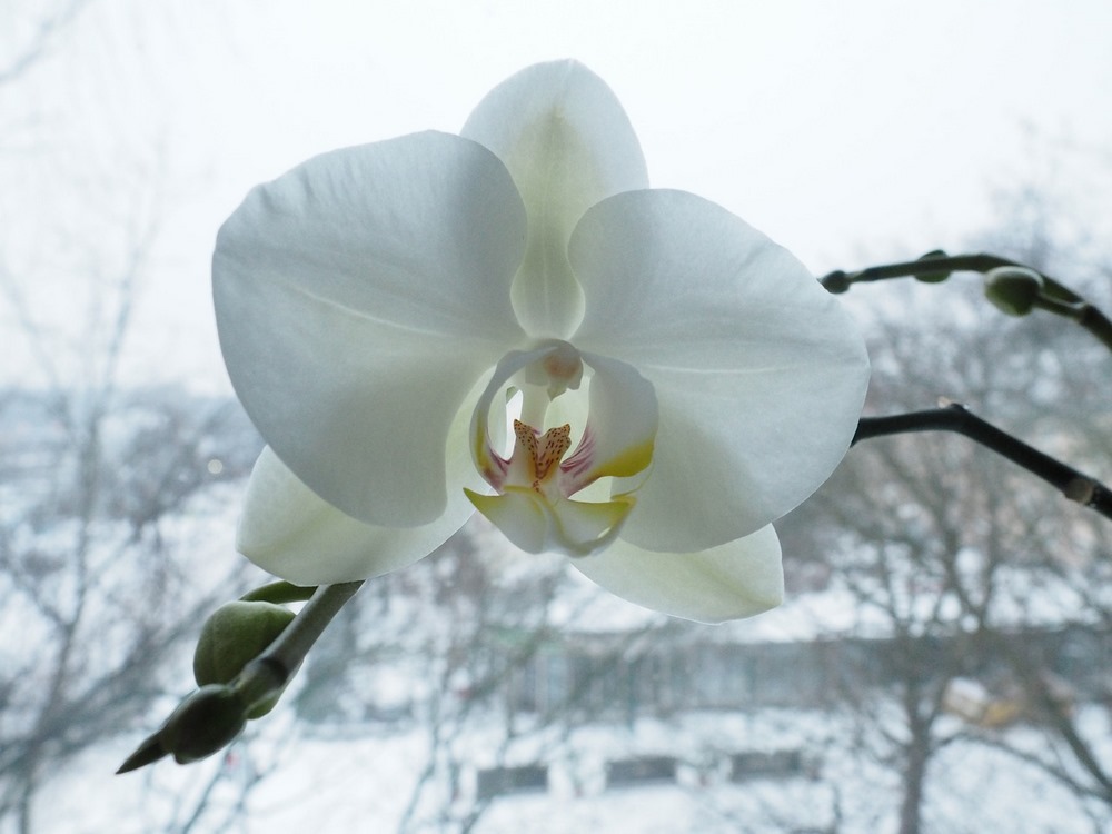 Orchidej v zimě vyžaduje specifickou péči