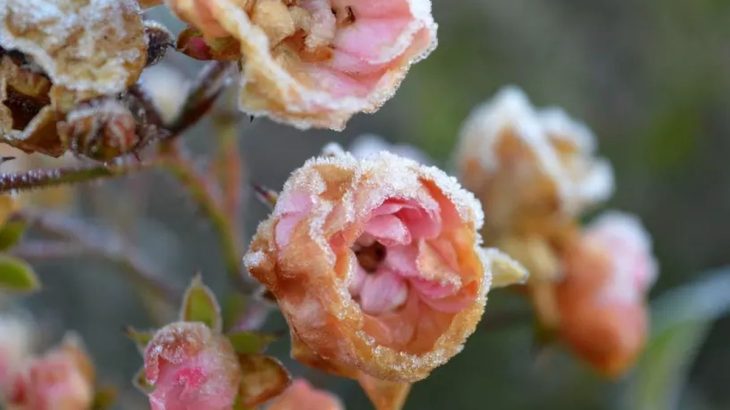 Jak na zazimování růží: Jen zakrytí nepostačí, chce to i podzimní řez