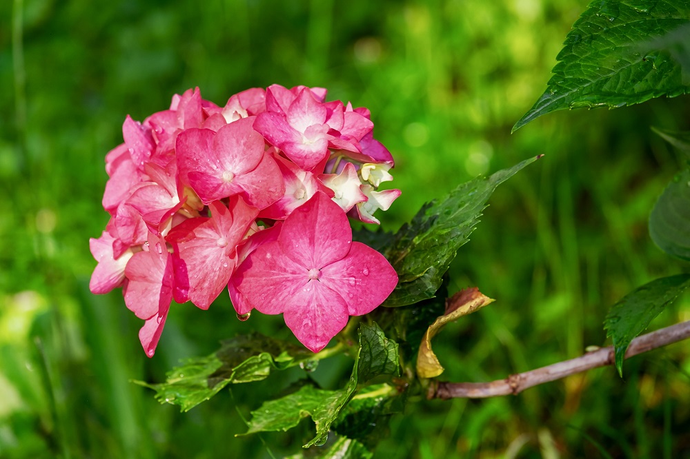 Růžový květ hortenzie