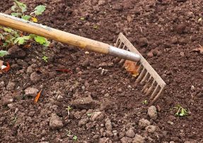 Poslední možnost zasadit česnek: Vyberte správnou půdu i dobré místo