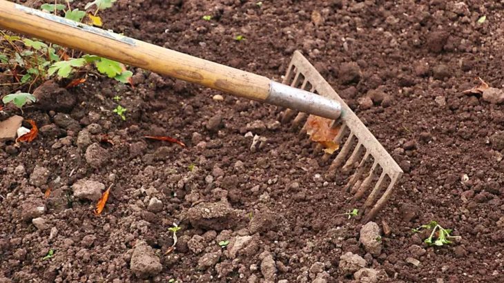 Poslední možnost zasadit česnek: Vyberte správnou půdu i dobré místo
