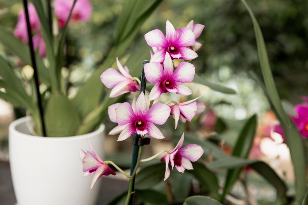 Aby se vaší orchideji dařil co nejlépe i během zimy, musíte s dát pozor na to, jak o ni pečujete – kritický může být i nadbytek vody.