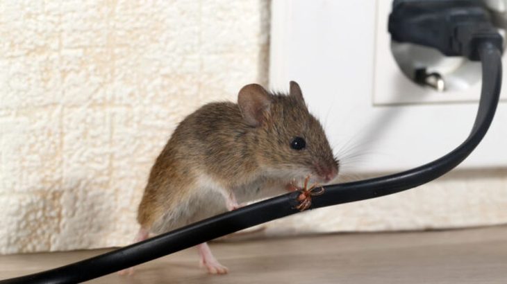Už žádné myši v domě: Domácí past jich pochytá opravdu mnoho