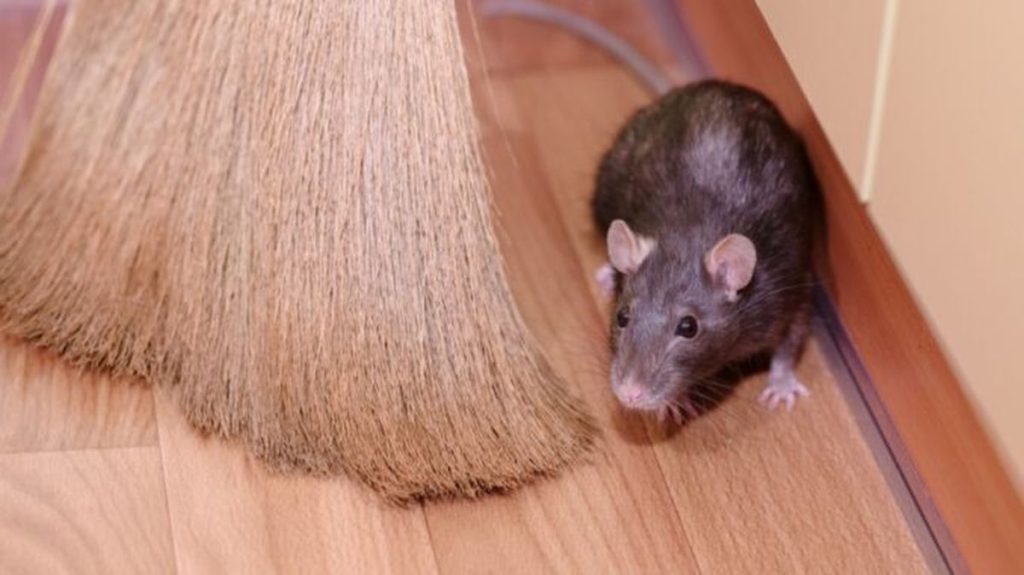 Myši se v domě již neukáží, pomůže vám s nimi obyčejná levandule