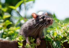 Myši se už neukážou, zápach amoniaku je spolehlivě vyžene odkudkoliv
