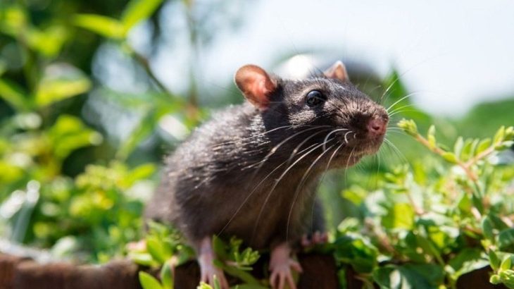 Myši se už neukážou, zápach amoniaku je spolehlivě vyžene odkudkoliv