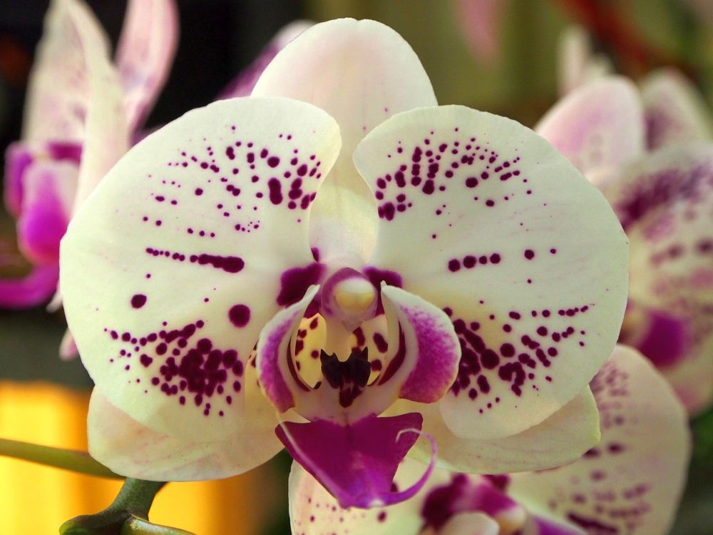 Péče o orchideje není během zimních měsíců právě jednoduchá – pomoci vám však může několik opravdu šikovných triků.