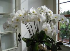 Kam s orchidejí: Okno na severní straně jí vyhovovat nebude