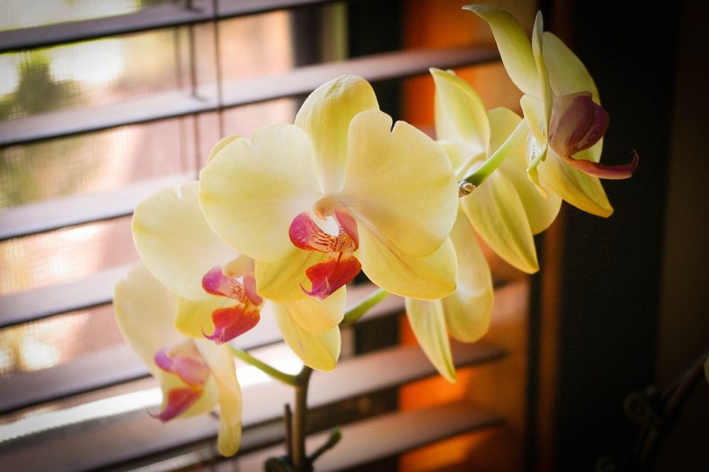 Pokud chcete, aby se vaší orchideji dobře dařilo, musíte se jí naučit naslouchat – stačí si podrobně prohlédnout její kořeny