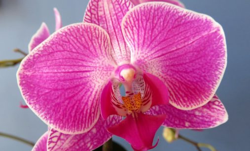 Orchidej pokvete jedna báseň, dopomůže jí k tomu mléko