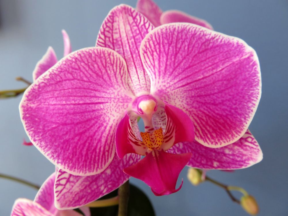 Orchideje se čas od času vyskytnou snad v jakékoliv domácnosti – a to většinou jako dar. Aby vám dlouho vydržely, musíte jim dopřát správné místo