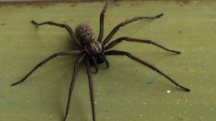 Pavouci se už v domě neukáží, poradí si s nimi obyčejný ocet