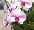 Orchidej kvete a roste ostošest, stačí ji občas pohnojit obyčejným cukrem