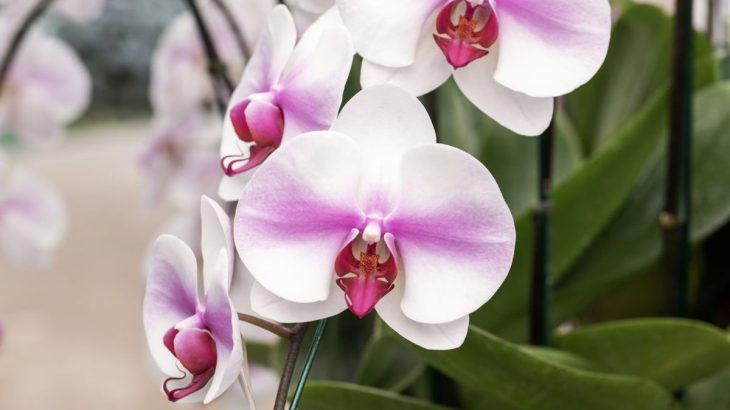 Orchidej kvete a roste ostošest, stačí ji občas pohnojit obyčejným cukrem