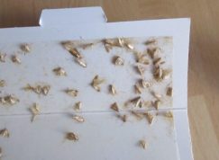 Aby byla vaše spíž před těmito nenechavými návštěvníky v bezpečí, nemusíte vždy sázet na chemii – skvělou službu udělá „bobkáč.“