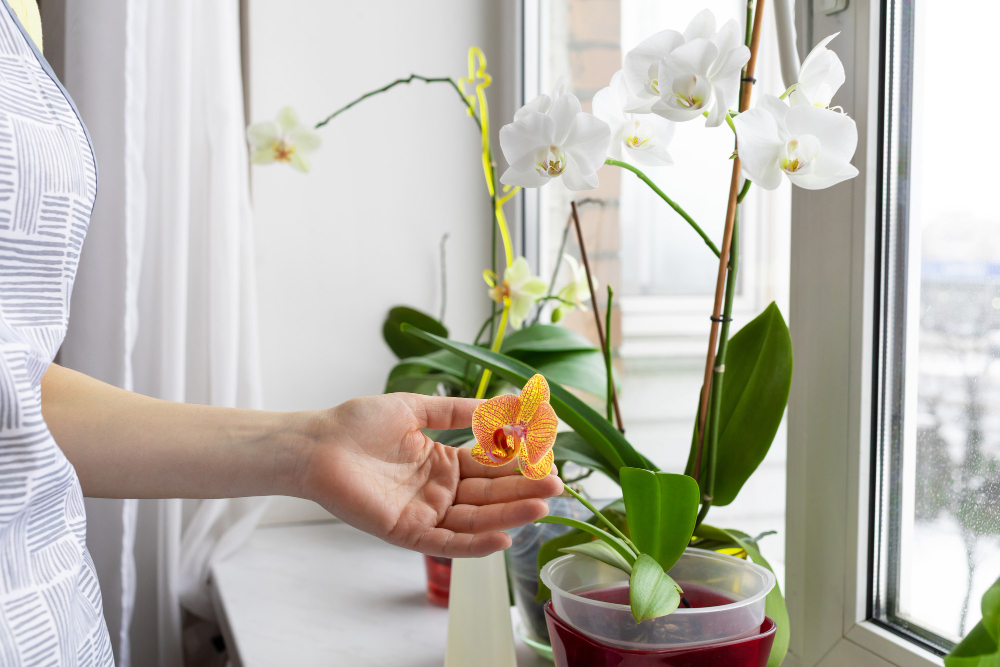 Chlór, který se běžně používá k dezinfekci vody, může být škodlivý pro jemné kořeny orchidejí