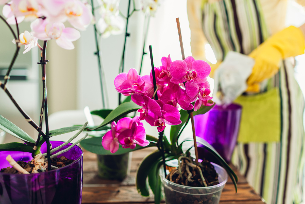 Kvetení pokojových orchidej ani zdaleka není takovou samozřejmostí, jak by si většina milovníků květin přála. Domácí hnojiva to změní.