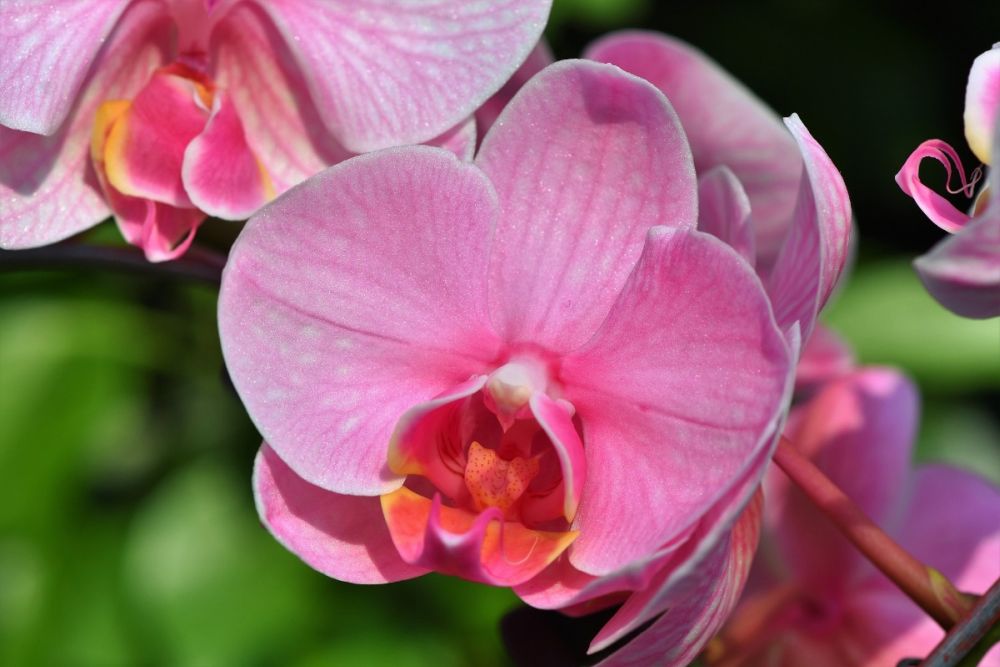 Orchideje mají kořeny, které jsou přizpůsobeny pro vzdušný růst a jsou schopny růst i za normálních teplotních podmínek. 