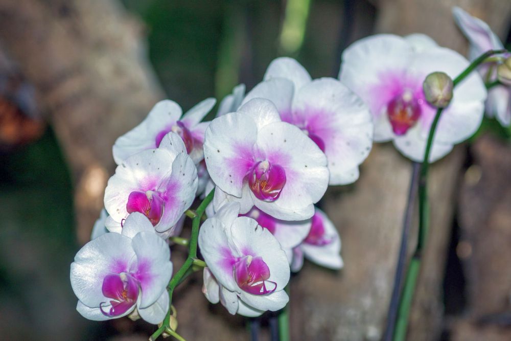 Změny ročních období si žádají i změny v péči o pokojové rostliny. Speciální zacházení touto dobou vyžaduje i exotická orchidej.