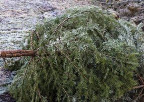 Využití vánočního stromku: Kdo ho má ještě doma, může ho proměnit ve hnojivo