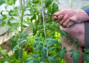 Jak pěstovat silné sazenice rajčat: Stačí je hnojit pomocí obyčejného droždí