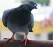 Když holub přiletí na váš parapet: Podle pověr vás připravuje na konflikt