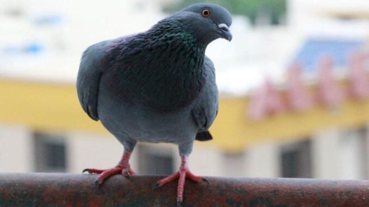 Když holub přiletí na váš parapet: Podle pověr vás připravuje na konflikt